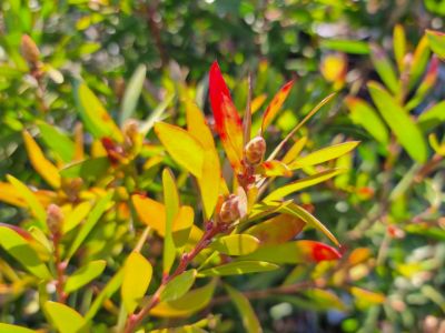 Picture of Callistemon hybrida Candy Burst PBR