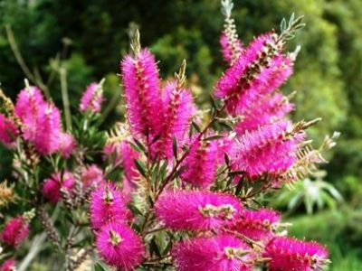 Picture of Callistemon hybrida Purple Splendour