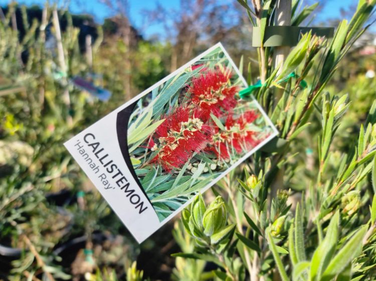 Picture of Callistemon viminalis Hannah Ray