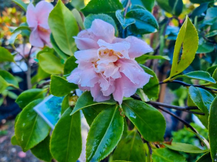 Picture of Camellia sasanqua Snow