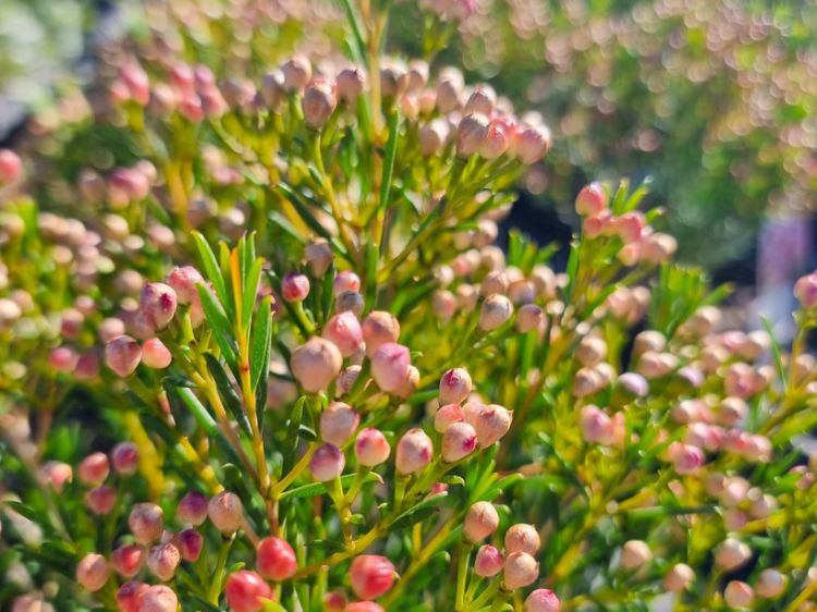 Picture of Chamelaucium uncinatum Sorbetto