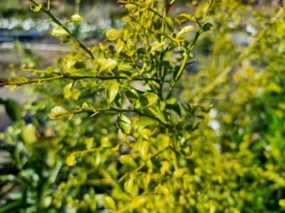 Picture of Citrus australasica Crystal Finger Lime