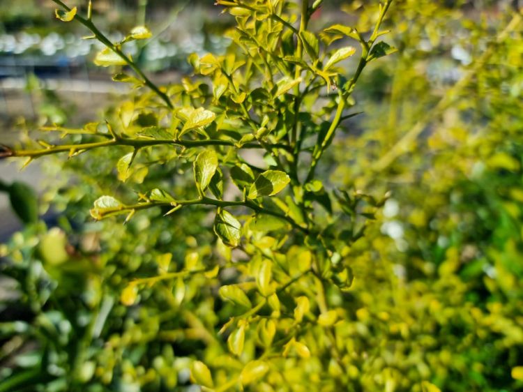 Picture of Citrus australasica Crystal Finger Lime