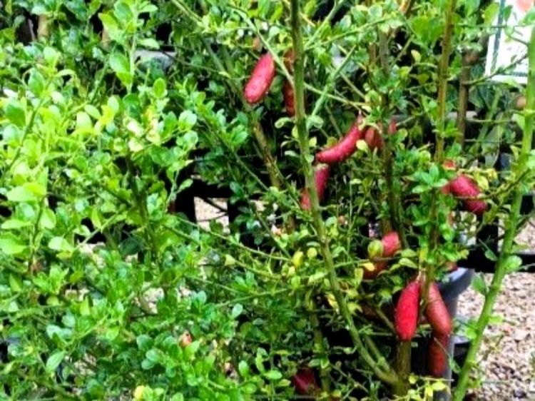 Picture of Citrus australasica Rainforest Pearl