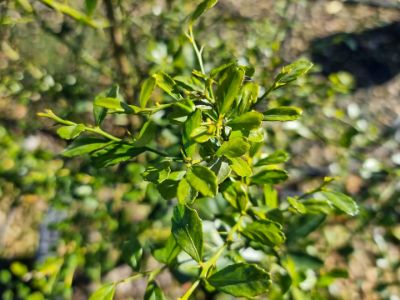 Picture of Citrus australasica Rainforest Pearl