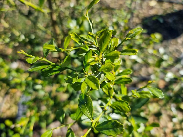 Picture of Citrus australasica Rainforest Pearl