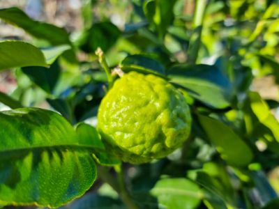 Picture of Citrus hystrix