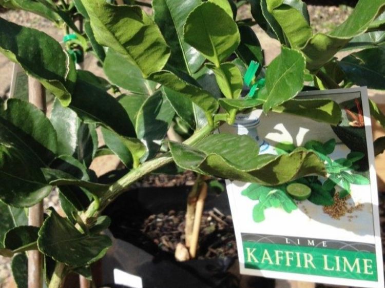 Picture of Citrus hystrix