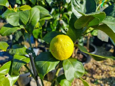 Picture of Citrus limon Lisbon