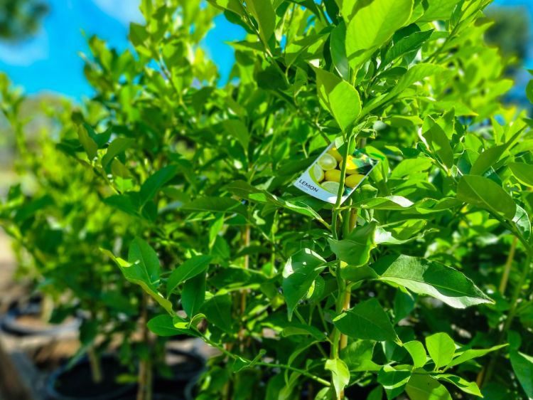 Picture of Citrus limon Lisbon