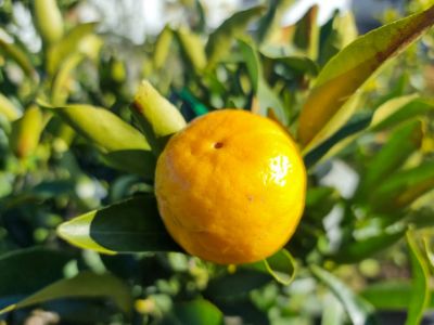 Picture of Citrus reticulata Emperor