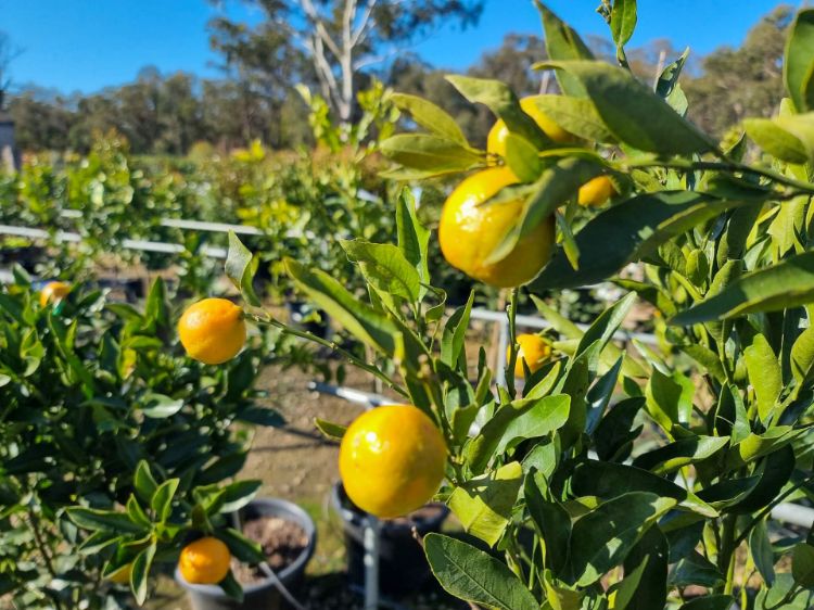 Picture of Citrus reticulata Emperor