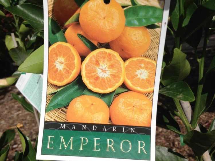 Picture of Citrus reticulata Emperor