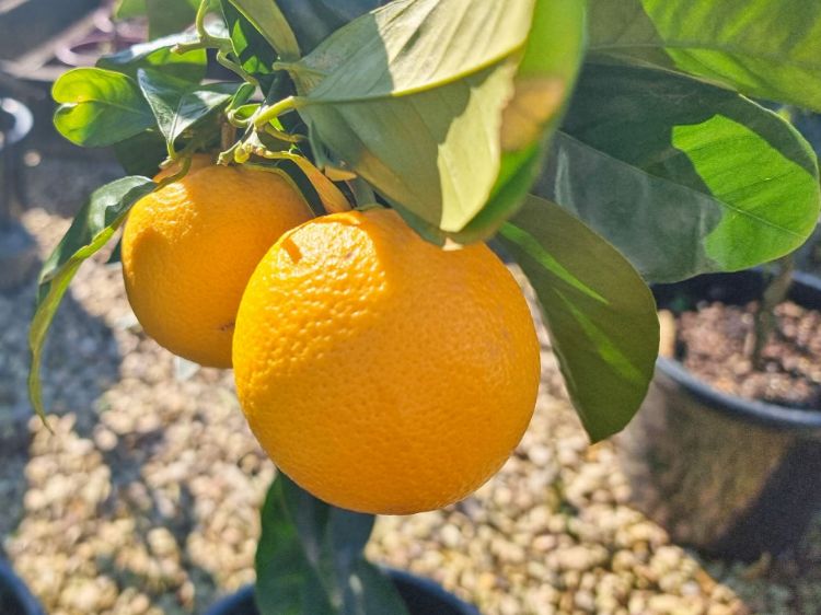 Picture of Citrus sinensis Valencia