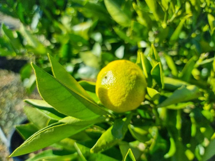 Picture of Citrus sinensis Washington Navel