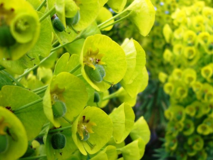 Picture of Euphorbia characias wulfenii