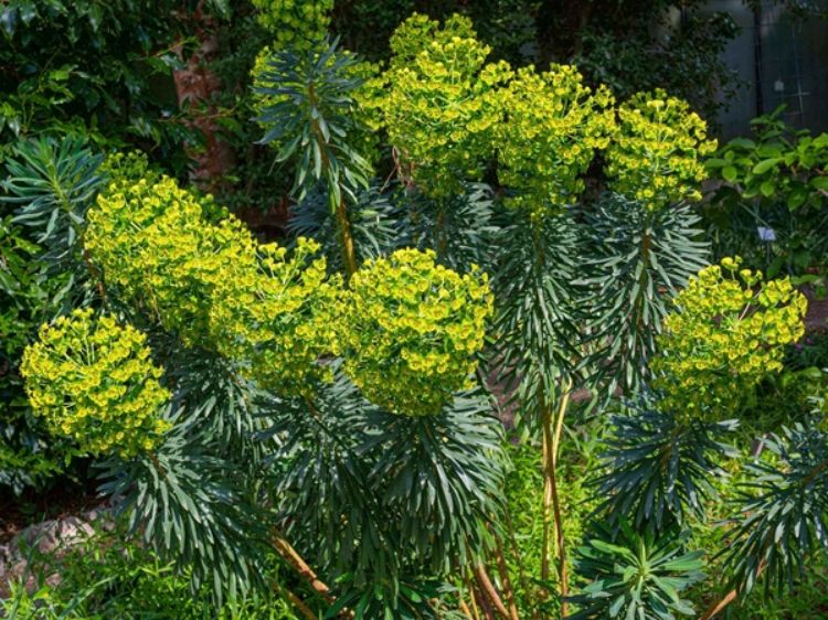 Picture of Euphorbia characias wulfenii