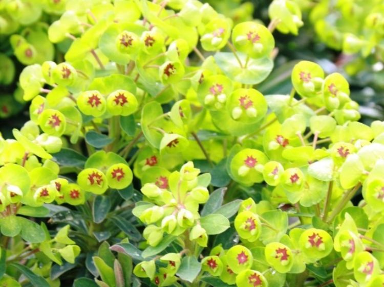 Picture of Euphorbia characias wulfenii