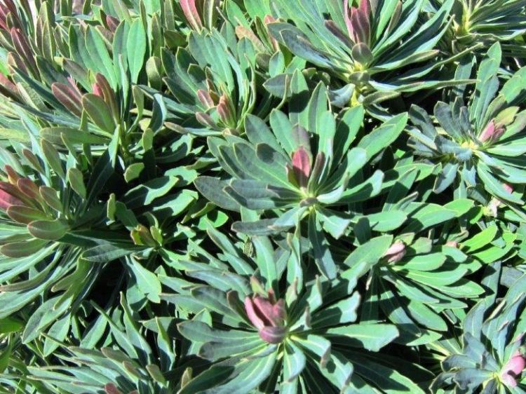 Picture of Euphorbia martinii