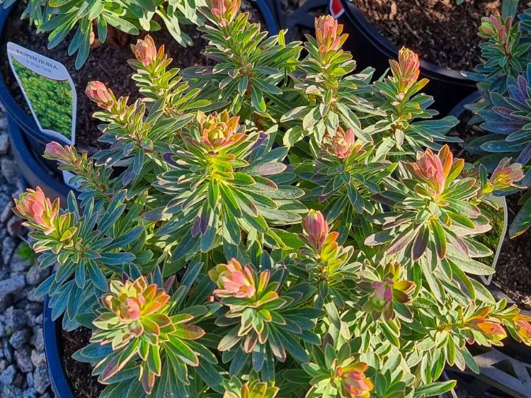 Picture of Euphorbia martinii