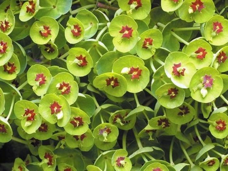 Picture of Euphorbia martinii