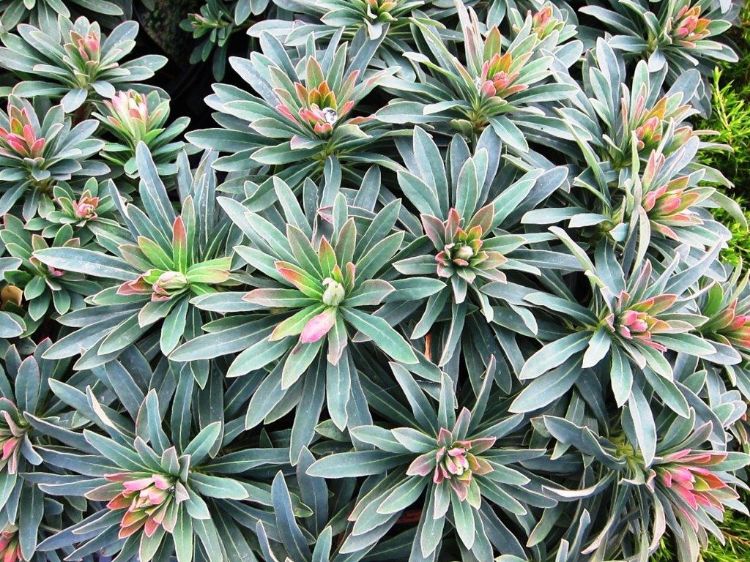 Picture of Euphorbia martinii