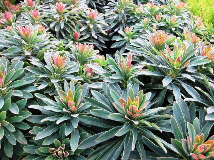Picture of Euphorbia martinii