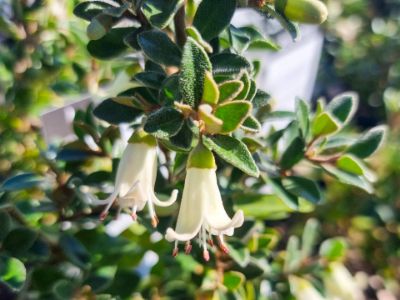 Picture of Correa hybrida Ice Chimes