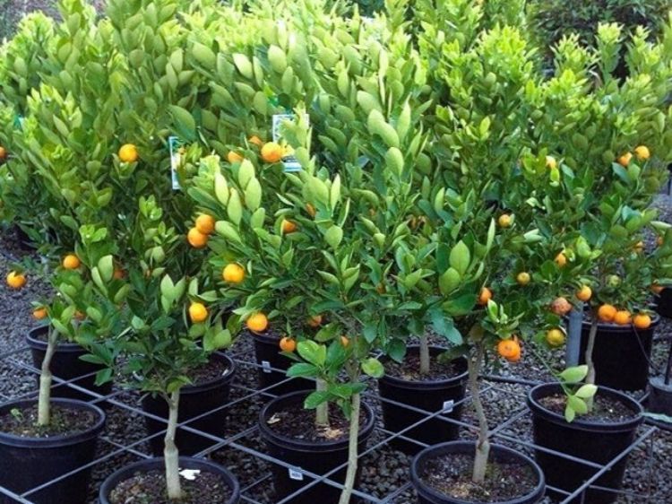 Picture of Fortunella japonica Calamondin