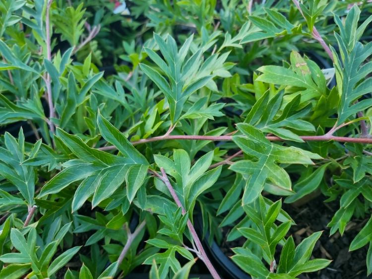 Picture of Grevillea acanthifolia laurifolia Gaudichaudii