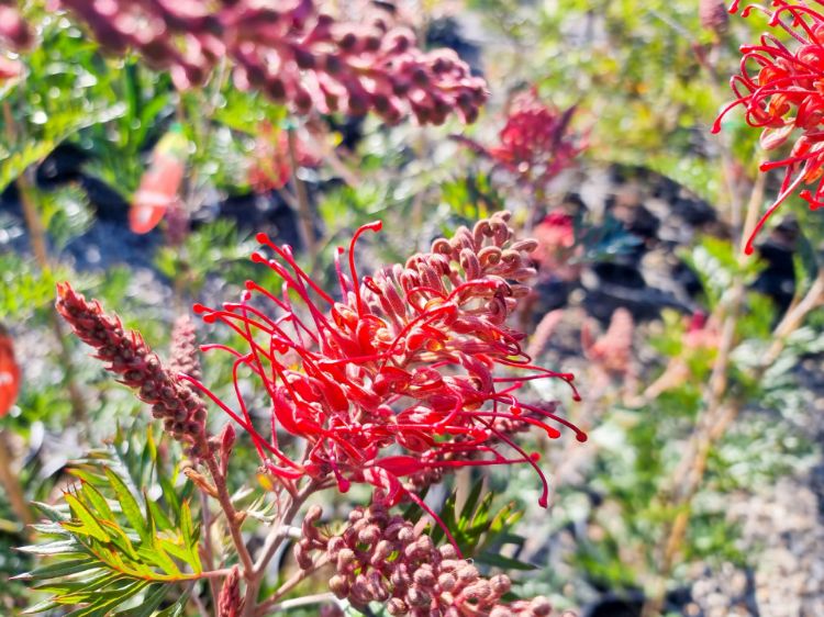 Picture of Grevillea banksia bipinnatifida Little Robyn
