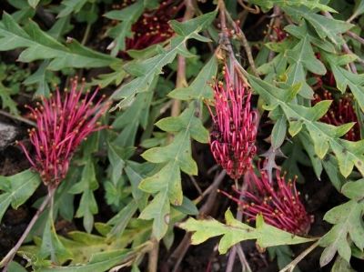 Picture of Grevillea gaudichaudii longifolia Fanfare