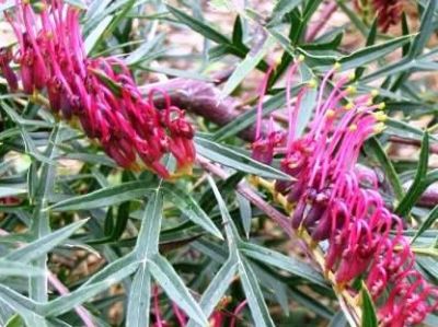 Picture of Grevillea hybrida Bronze Rambler