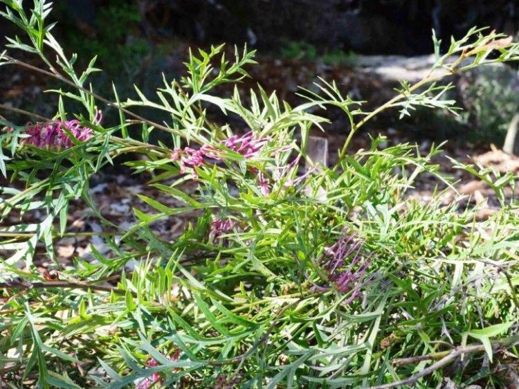Picture of Grevillea hybrida Bronze Rambler