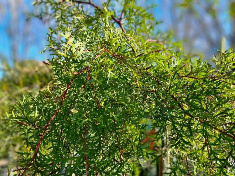 Picture of Grevillea hybrida Bronze Rambler