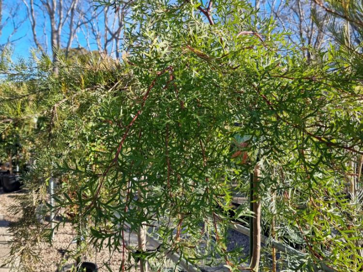 Picture of Grevillea hybrida Bronze Rambler