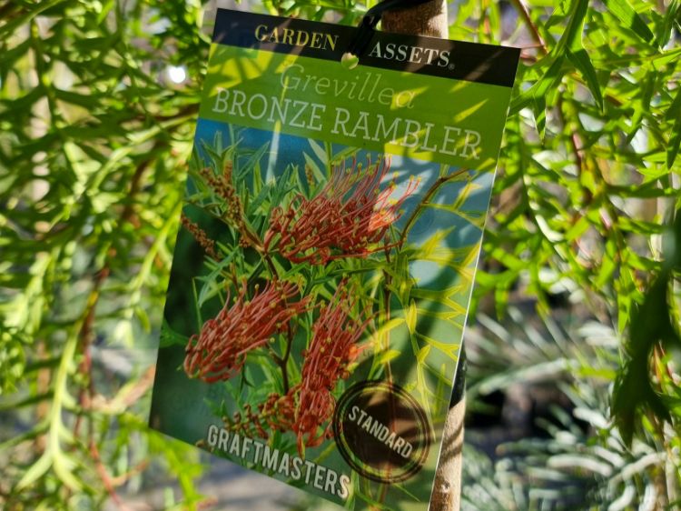 Picture of Grevillea hybrida Bronze Rambler