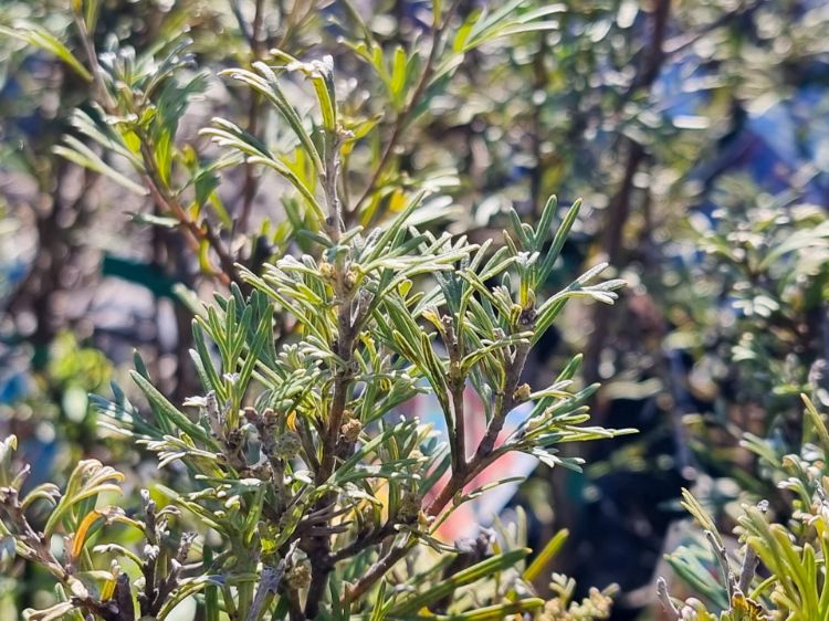 Picture of Grevillea hybrida Red Coral
