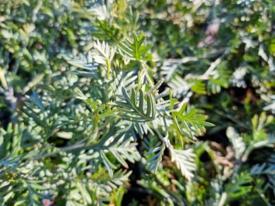 Picture of Grevillea hybrida Red Coral