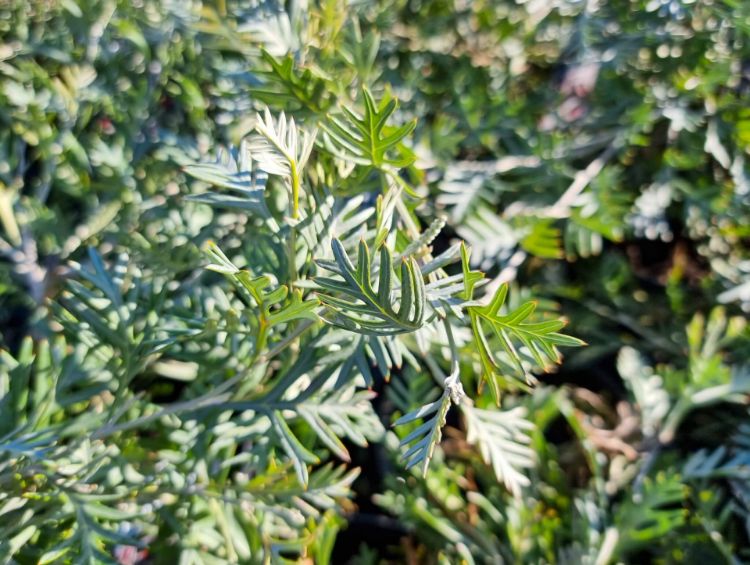 Picture of Grevillea hybrida Red Coral