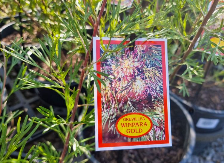 Picture of Grevillea hybrida Winpara Gold