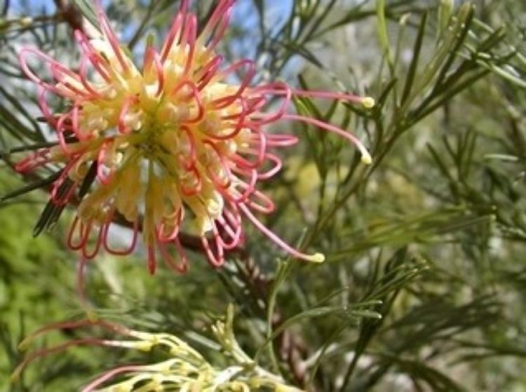 Picture of Grevillea hybrida Winpara Gold