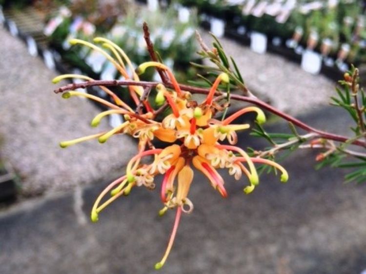 Picture of Grevillea hybrida Winpara Gold