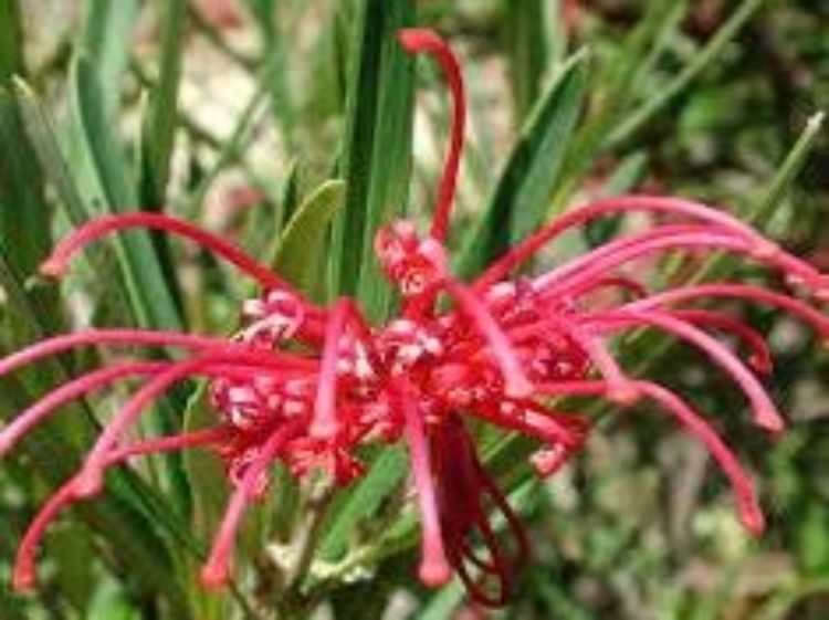 Picture of Grevillea oleoides