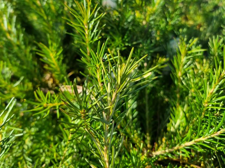 Picture of Grevillea oleoides