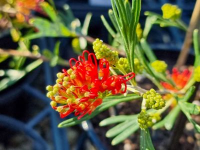 Picture of Grevillea olivacea presii Red Sunset