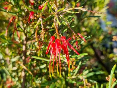 Picture of Grevillea pinaster Compacta