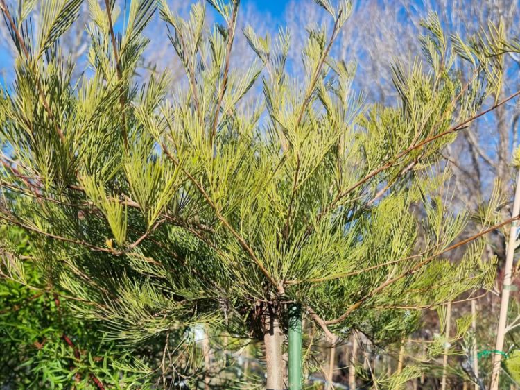 Picture of Grevillea plurijuga Purple Haze