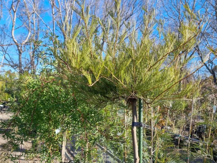 Picture of Grevillea plurijuga Purple Haze
