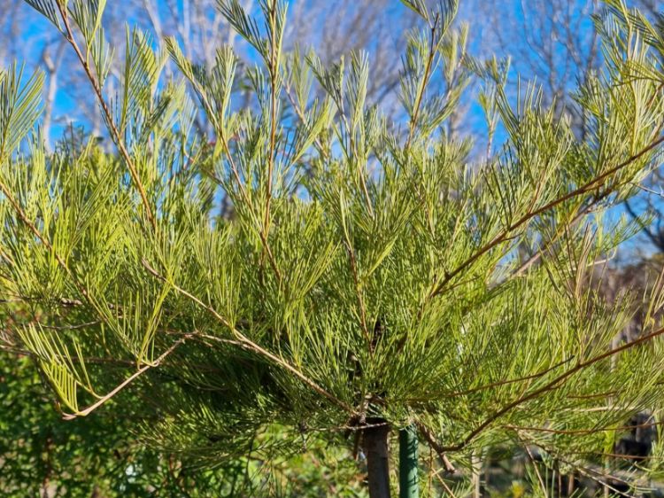 Picture of Grevillea plurijuga Purple Haze